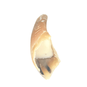 Sabot de veau fourré à la graisse de mouton