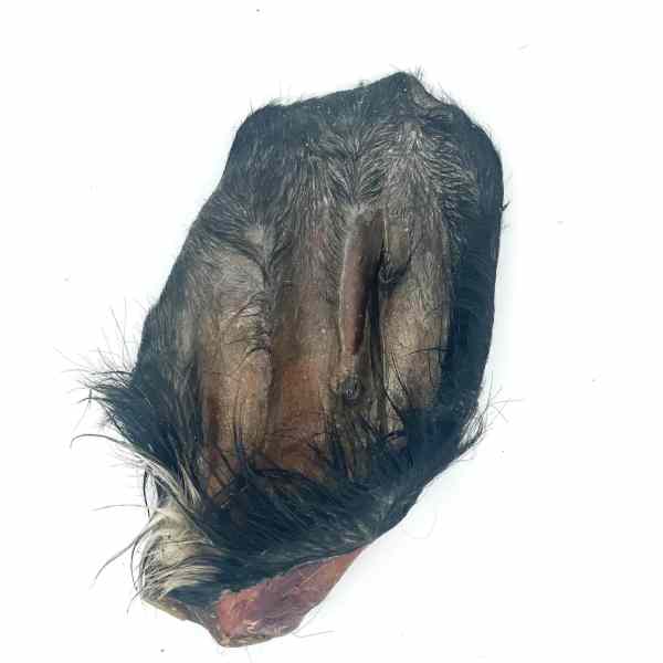 Oreille de bœuf avec poil