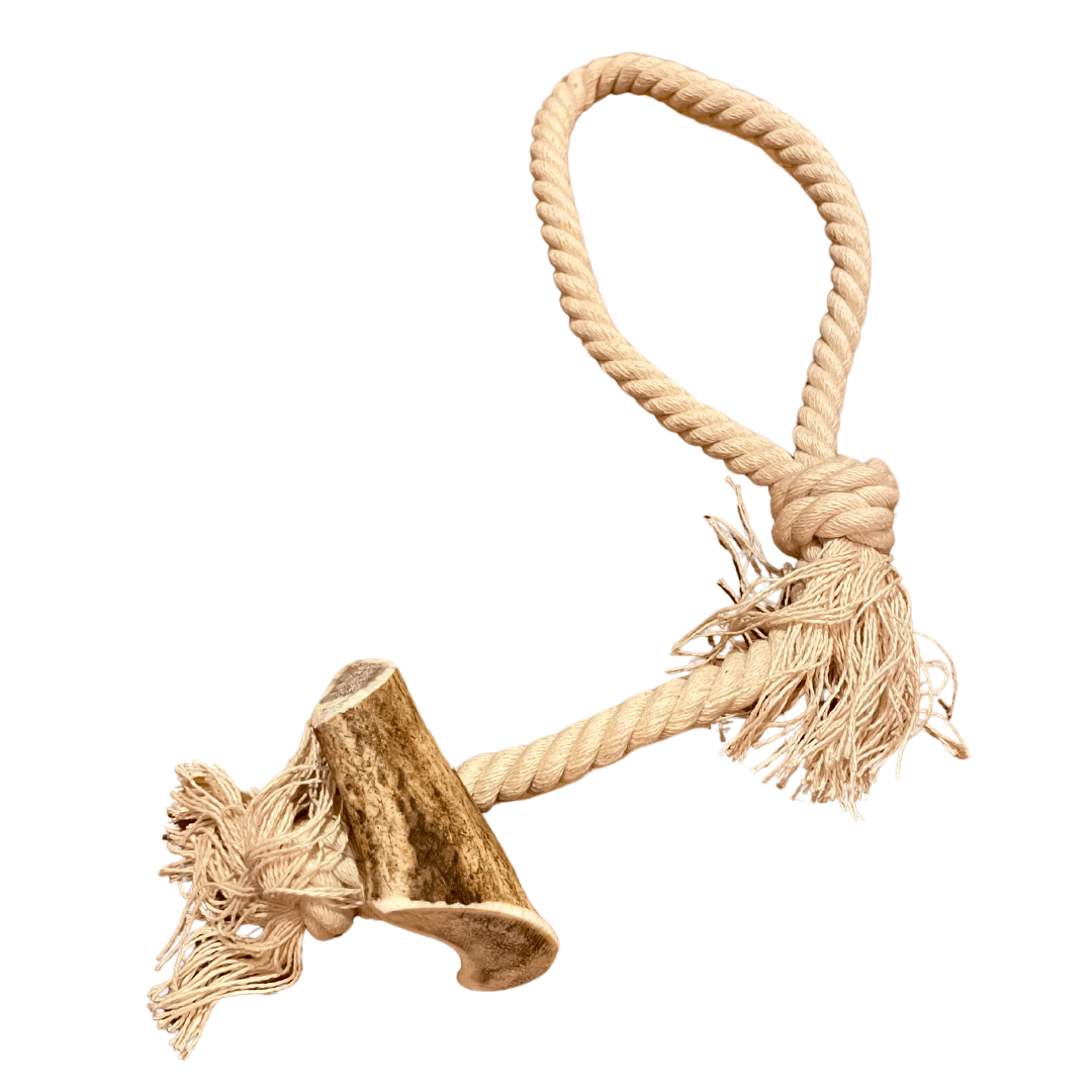 Bois de cerf avec corde LOOP- jouet de mastication naturelle