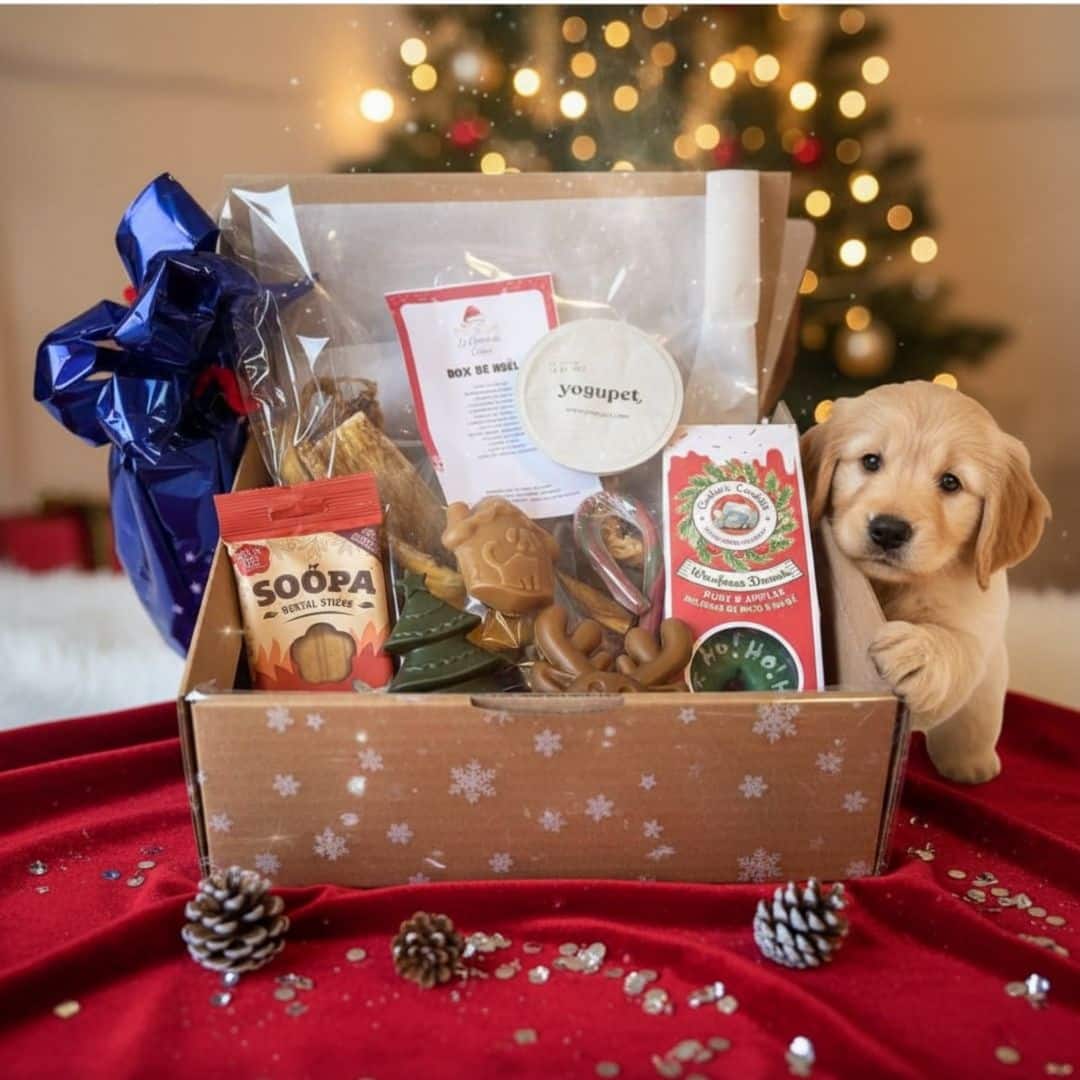 La Box de Noël pour chien