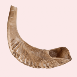 Corne de mouton