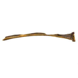 Peau de sanglier 50cm