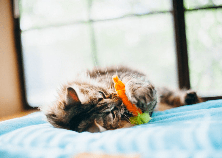 Jouets pour chat Légume et fruit à l'herbe à chat bio Pet P.L.A.Y. – Image 3