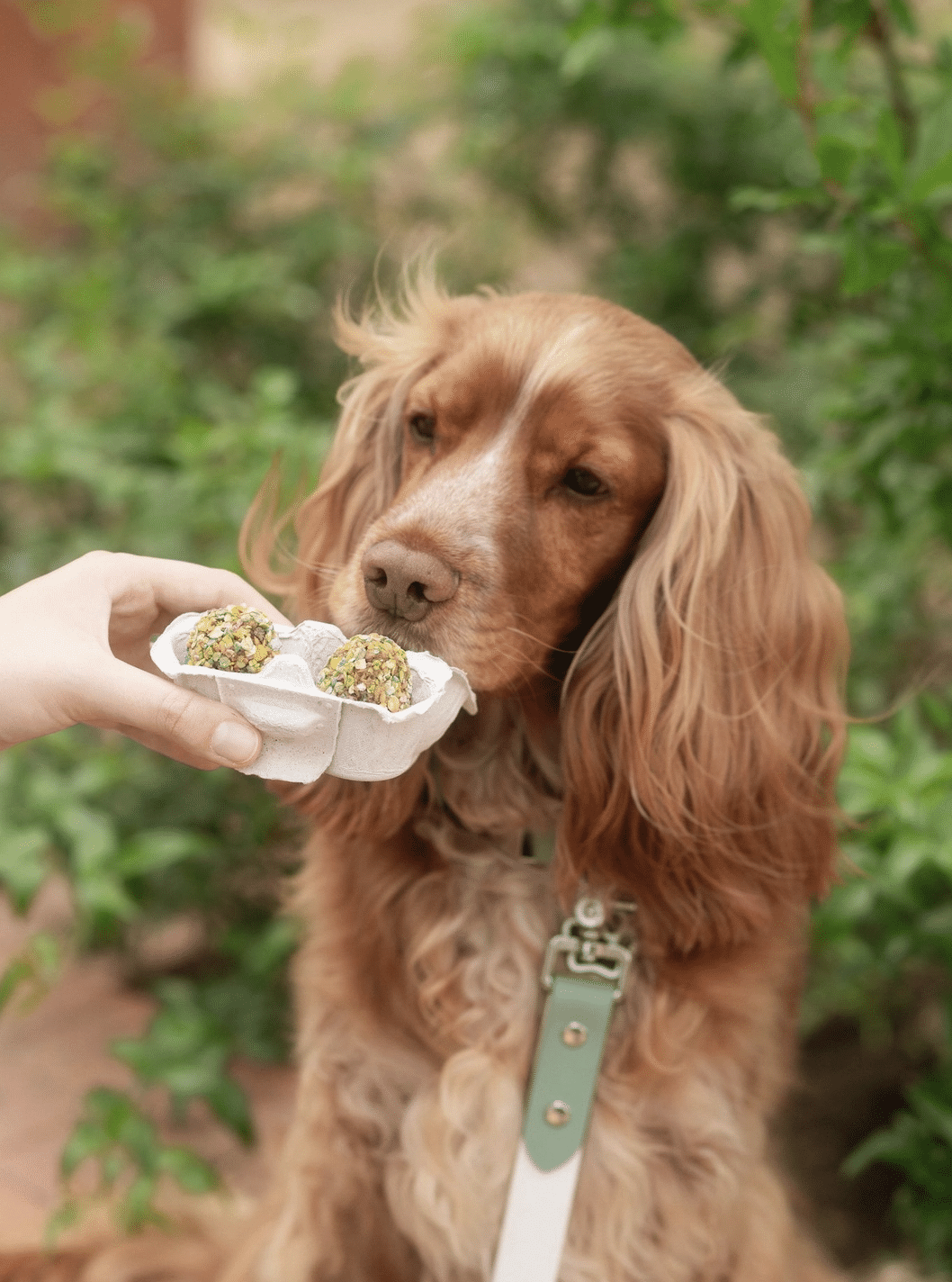 Deux œufs dans un panier - Friandises de Pâques pour chiens Cooka's Cookies – Image 4