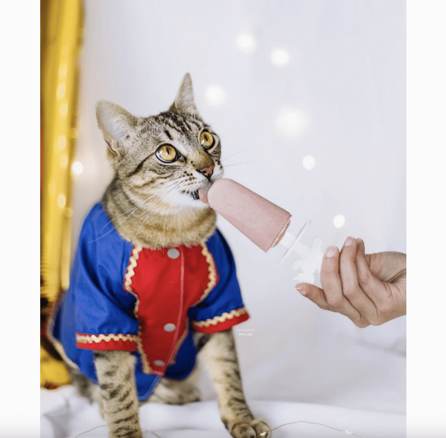 Mélange de crème glacée au vrai poulet et à la fraise pour animaux - Cooka's Cookies – Image 5