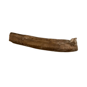 Nerf de Boeuf 15 cm