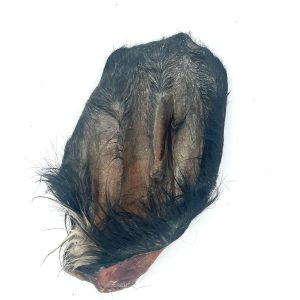 Oreille de bœuf avec poil